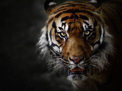 Tiger Hd Wallpaper