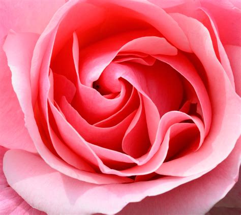 Pink Rose Macro Photography · Free Stock Photo