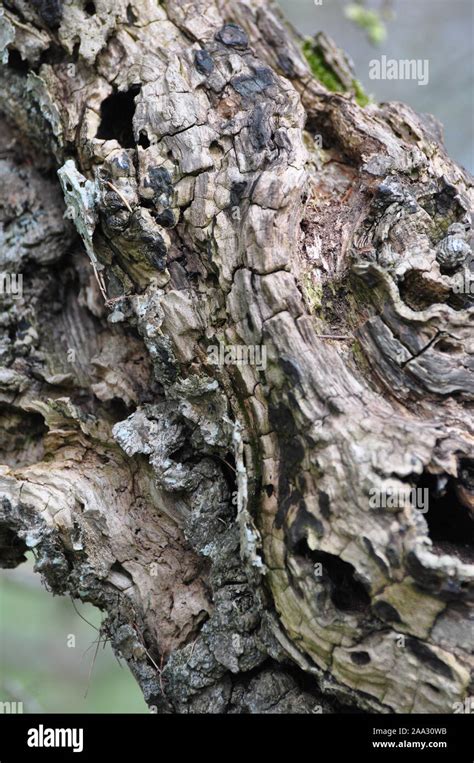 Rotten Tree Branch Stock Photo Alamy