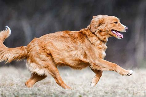 Your Guide To Hip Dysplasia In Dogs Ellevet Sciences
