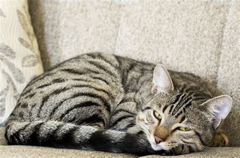 How To Recognize The 8 Most Common Ailments Of Senior Cats