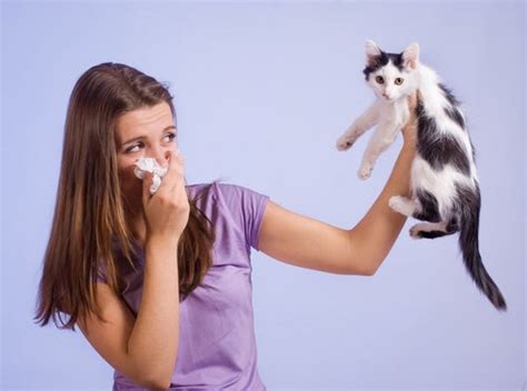 Si Tienes Alergia A Los Gatos Esto Te Interesa Mejor Con Salud