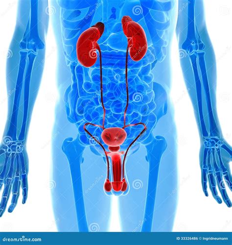 Anatomy Of Human Urogenital Organs In X Ray View Stock Illustration