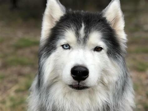 Odin The Wooly Husky Heterochromia Eyes Rdogpictures