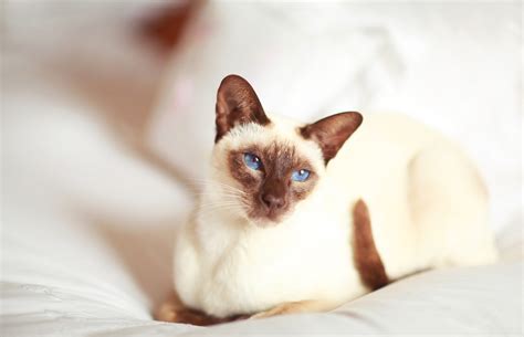 Siamese Cat With Stripes On Legs
