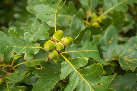 How To Identify 23 Common Oak Tree Species Looprevil Press