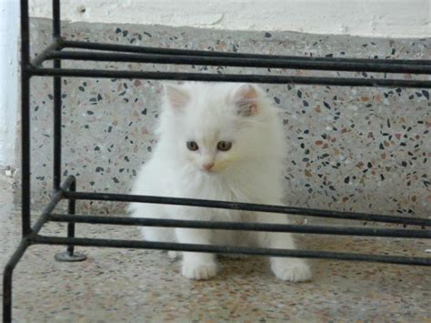 Persian cats are not a particularly active cat breed. 2 Months Old White Persian Cat For Sale In Karachi - Pets ...