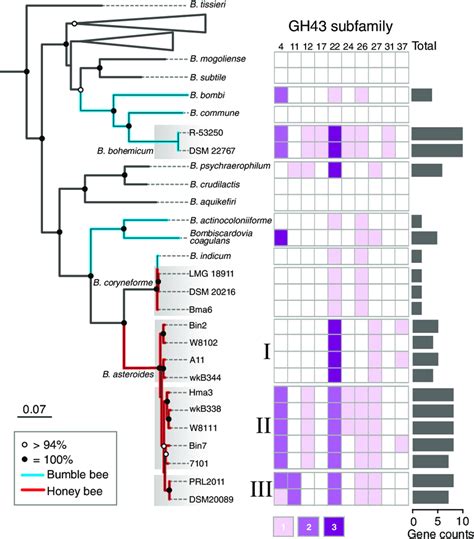 Phylogenetic Tree Of Bifidobacterium Strains Using The Download