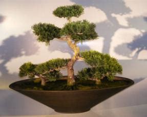 A blue atlantic cedar bonsai tree (cedrus atlantica 'glauca'). Artificial Cedar Bonsai Tree - Group Planting