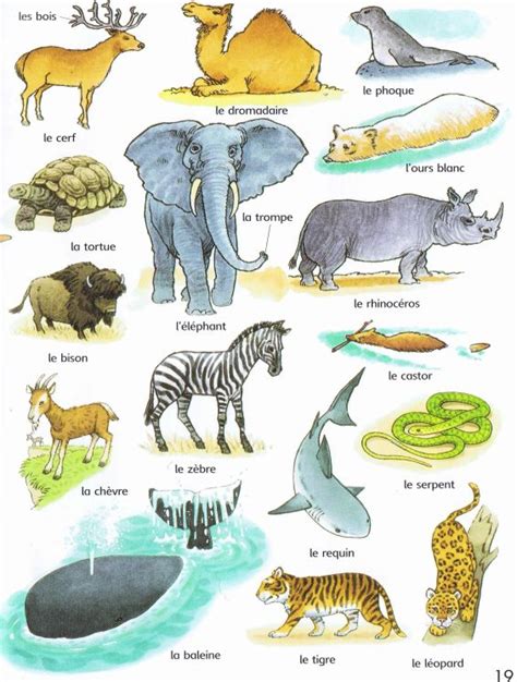 Zoo Animals List In French