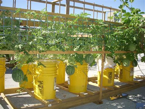 green roof growers growing melons in sub irrigated planters sips