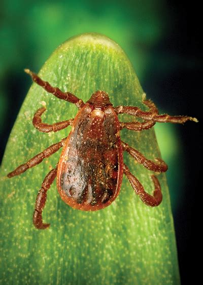 Rocky Mountain Spotted Fever Rickettsia Rickettsii North Central