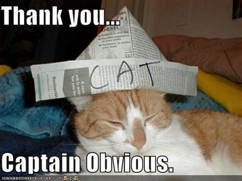 Funny Pictures Cat Has Obvious Hat Cat Quotes Funny Captain Obvious