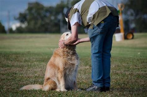 Obedience Training