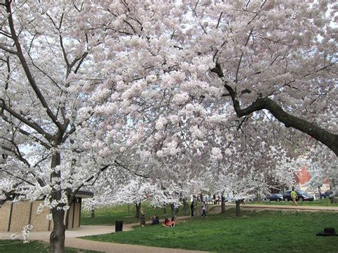 National Cherry Blossom Festival Maryland Historic District