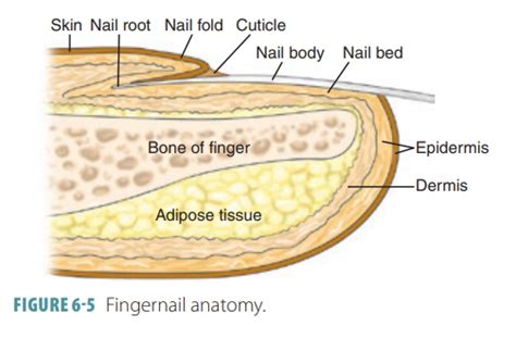Nails Structure Anatomy Functions