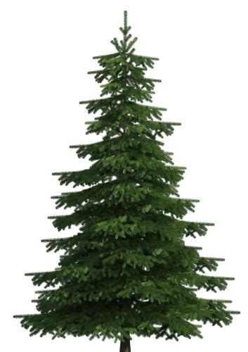 Christmas Clipart Christmas Tree Pine Bush Hinoki Cypress Png