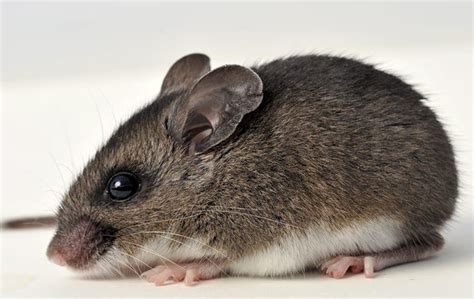 Common Rodents In Naples And How To Keep Them Away