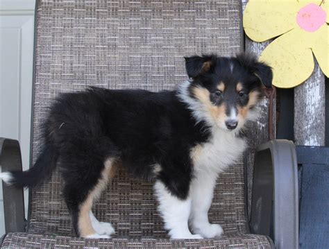 Collie Lassie For Sale Fredericksburg Oh Female Riley Ac Puppies Llc