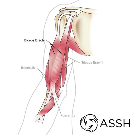 The intrinsic back muscles are found deeper to the extrinsic muscles, separated from them by the thoracolumbar. Body Anatomy: Upper Extremity Muscles | The Hand Society