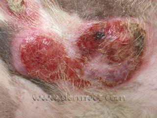 Here's an overview on lymphoma in cats, including information on the symptoms, available treatment options and typical prognosis. Dermatology Clinic for Animals » Epitheliotropic Lymphoma
