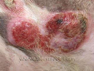 Causes of lymphoma in dogs Dermatology Clinic for Animals » Epitheliotropic Lymphoma