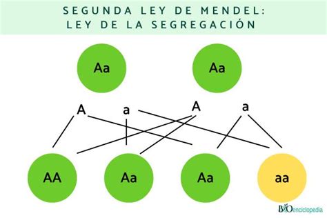 Arriba 61 Imagen Que Es Segunda Ley De Mendel Abzlocalmx