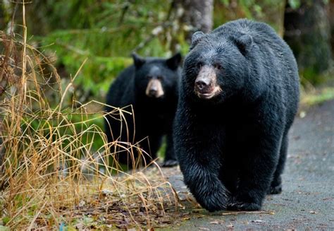 Black Bears A9a042476a760257 Washington Forest Protection Association