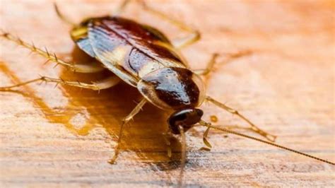 Company Pays Rs 15 Lakh To Release Cockroaches Into Your House Companies News Zee News