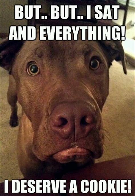 Funny Dog Memes The Ultimate Collection Dog Training