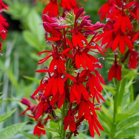 Lobelia Cardinalis White Flower Farm