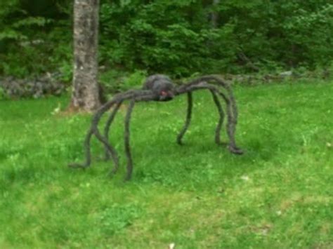 They are usually found anywhere north of noosa and on occasion in the forestry parts of brisbane. Pin on Trivia