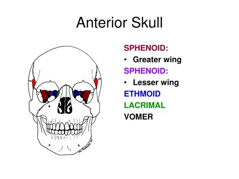 Ppt Bones Of The Skull Powerpoint Presentation Free Download Id761908