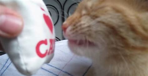 This Kittys Reaction To Catnip Is Hilarious