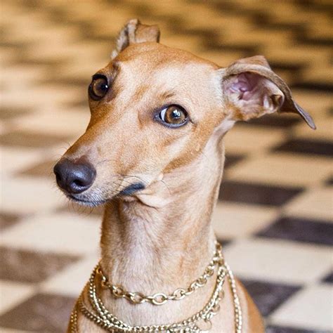 Iggy Joey Italian Greyhound Grey Hound Dog Celebrity Dogs