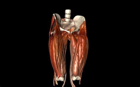 Hip Joint With Muscles Medically Accurate 3d Model 3d Model Animated