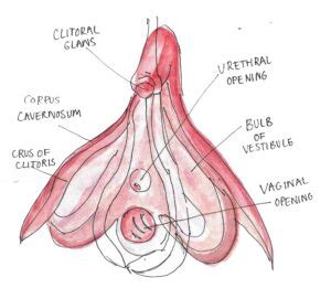 Female private part diagram : Female Private Part Diagram / Vagina Description Functions Facts Britannica : Er diagram stands ...