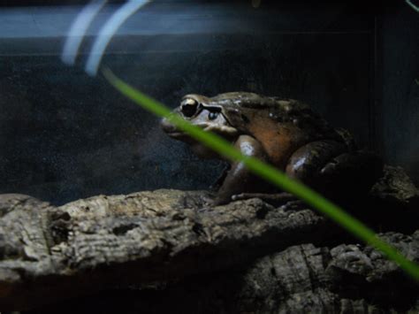 Chicken Frog...these frogs can eat | Zoo animals photos, Zoo animals