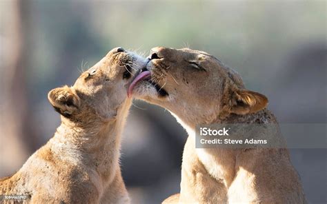 A Portrait Of A Lioness Grooming Her Cub Stock Photo Download Image