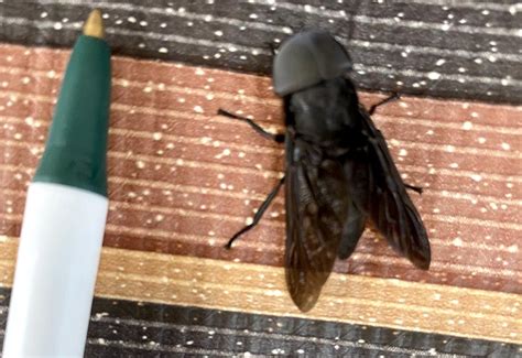 Male Black Horse Fly Whats That Bug