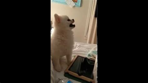 Following a comprehensive, proprietary screening process, less than 10 percent of breeders who begin the puppyspot review process are invited to join to our exclusive community, thus ensuring responsible breeding practices and. Epic Pomeranian Puppy sneeze (Original) - YouTube