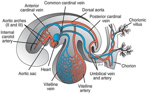 Formation Of The Blood Vessels Arteries Cardiovascular System