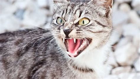 How To Stop Your Cat From Growling And Hissing Petculiars