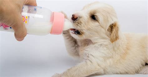 How To Bottle Feed A New Puppy Doglopedix