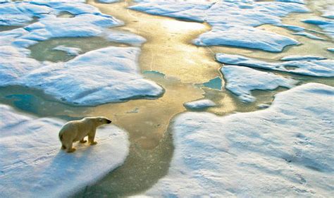 Climate Change Shock Animals Responsible For Causing Global Warming