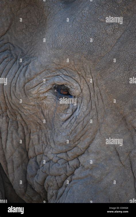Ojo De Elefante Fotografías E Imágenes De Alta Resolución Alamy