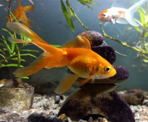 Common Goldfish Aquarium Hoolispecialists