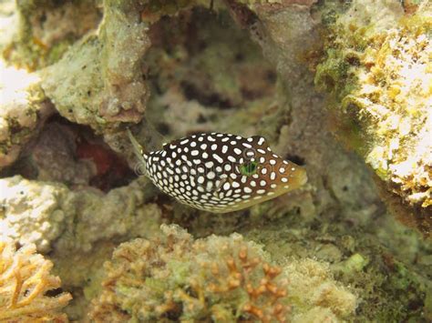 Pair Of Rare Honeycomb Toby Puffer Fish Stock Photo Image Of Diving