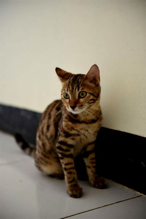 Ingin cari tempat beli hewan terpercaya? KUCING BENGAL INDONESIA: JUAL KUCING BENGAL MURAH