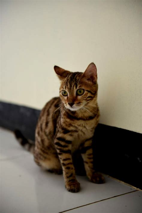 Buat sahabat dirumah pecinta kucing,bisa di coba deh budidaya kucing ras bengal,sangat menguntungkan sahabat catlovers.harga jual nya sangat mahal,perawatan. JUAL KUCING BENGAL MURAH